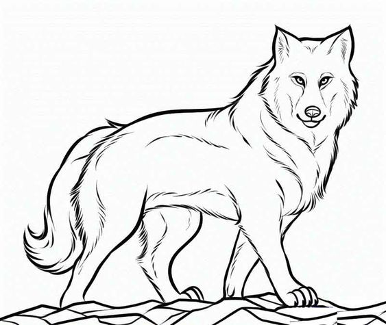 Hướng dẫn cách vẽ chó sói đơn giản mà cute cho bé - Trường THPT Vĩnh Thắng
