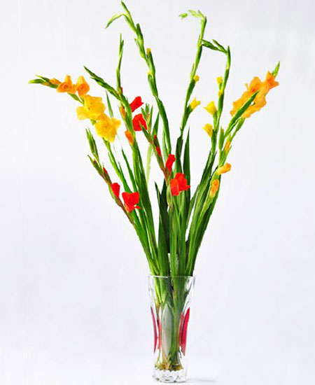 Cách cắm hoa lay ơn ngày Tết đón Tài Lộc vào nhà hình ảnh 10