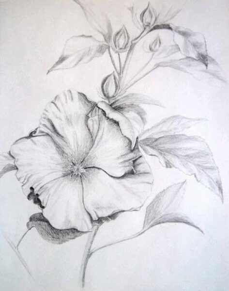 hình ảnh vẽ bông hoa bằng bút chì đẹp