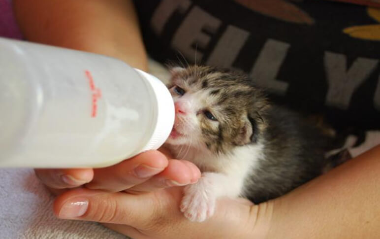 Mèo có thể uống loại sữa nào? Và mèo có thể uống sữa được không?