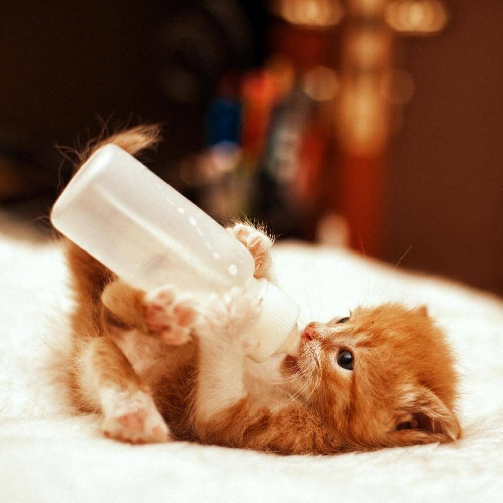 Mèo Uống Sữa Được Không? Tư Vấn Mèo Có Thể Uống Loại Sữa Gì?